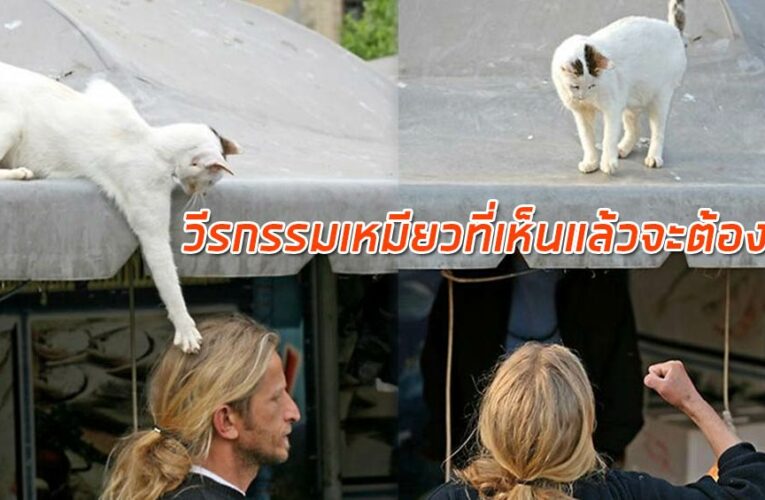 วีรกรรมแสบของเจ้าเหมียวที่คุณเห็นแล้วจะต้องหลง