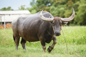 สัตว์ประจำชาติ-กระบือ---ประเทศฟิลิปปินส์