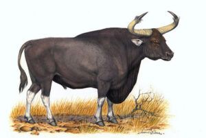 สัตว์ประจำชาติ-กูปรี---ประเทศกัมพูชา