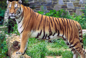 สัตว์ประจำชาติ-เสือโคร่ง---ประเทศบรูไน