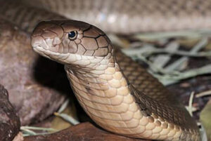 ฝันเห็นงูจงอาง animal