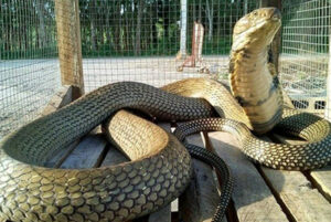 ฝันเห็นงูจงอาง dee