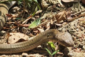 ฝันเห็นงูจงอาง forest