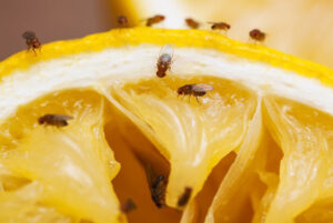 วิธีกำจัดแมลงหวี่ eat