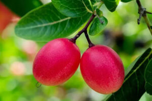 มะม่วงหาวมะนาวโห่-dee