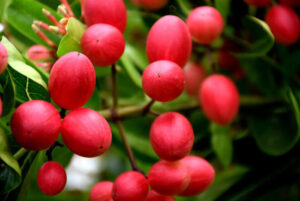 มะม่วงหาวมะนาวโห่-good